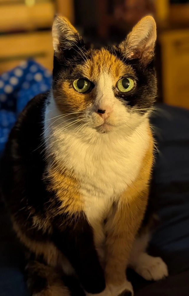 Рандомных фото котов тред