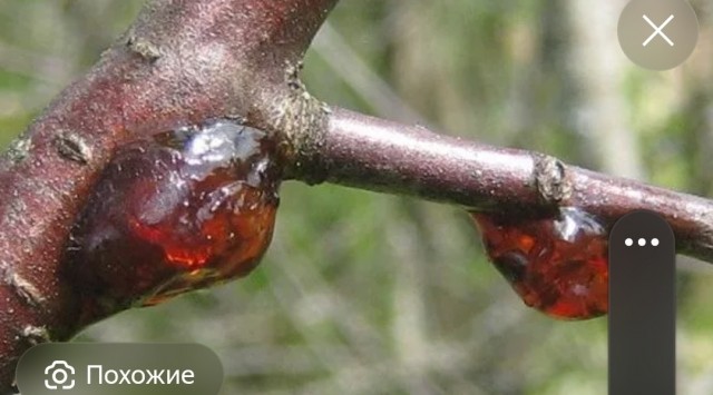 Чем на самом деле является гудрон и почему его грыз буквально каждый второй советский ребёнок