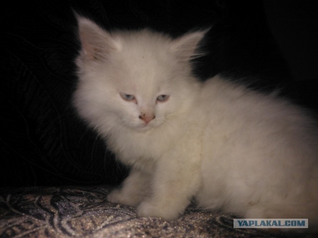 Котовторник 23.07.2013