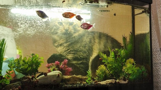 Мой "звездюк" для котовторника.