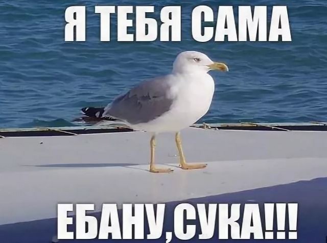 Чемпионат Европы по имитации КРИКА ЧАЕК прошел в Бельгии