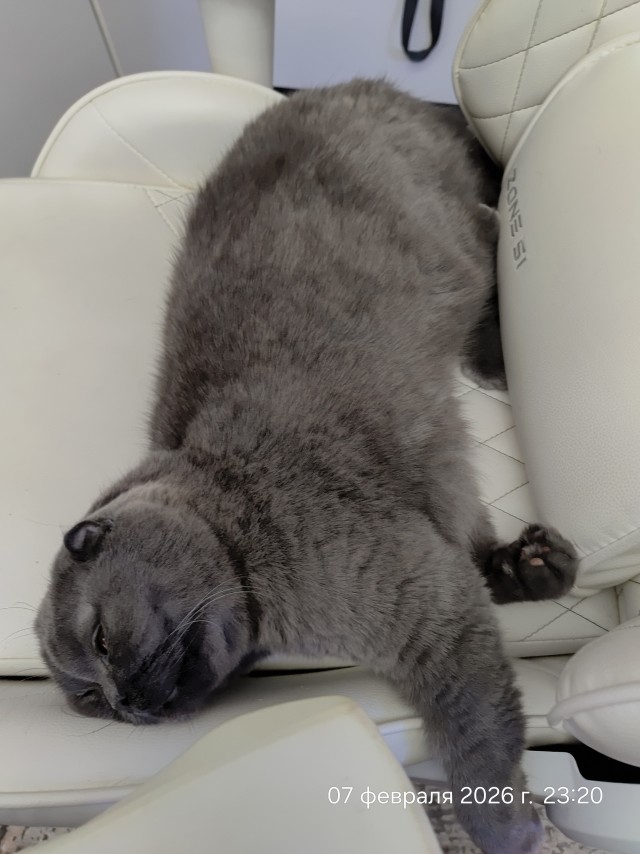 Котовторник#