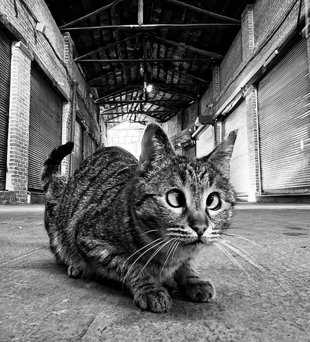 Уличные кошки Ирана