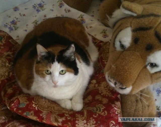 Толстушка трëхцветная (котовторник)
