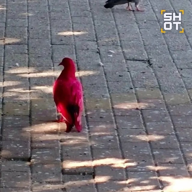 Ярко-розовых мёртвых и живых голубей увидели на улицах Анапы