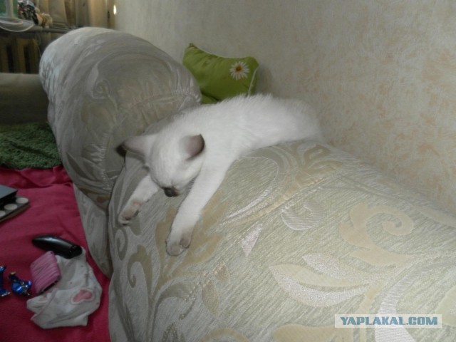 Котовторник 17.09.2013