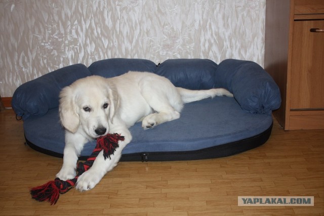 Джеки со своими питомцами