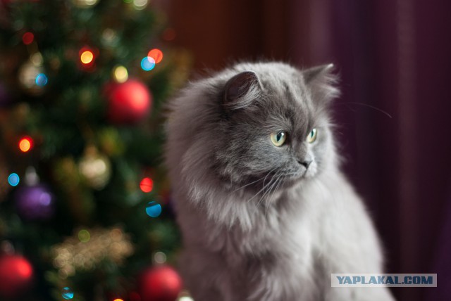 Котовторник   31.12.  2013