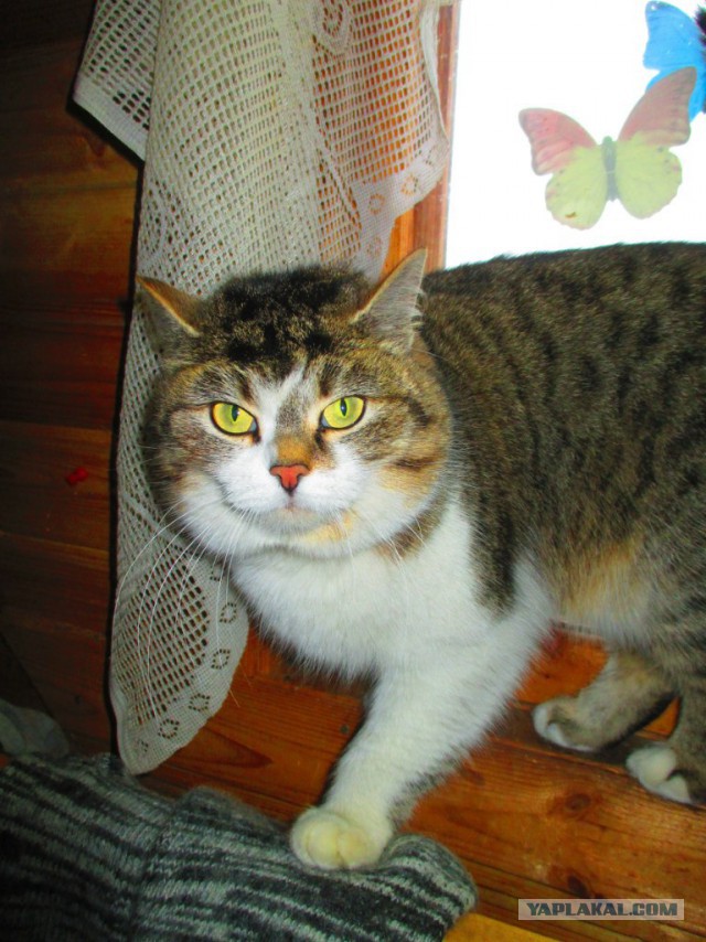 Котовторник  28.01.14