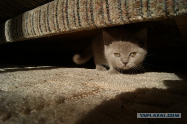А где прячется ваш кот?