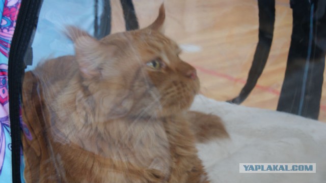 Котовторник 25.02.2014
