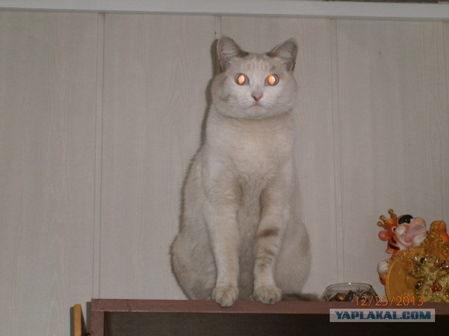 Котовторник 25.02.2014