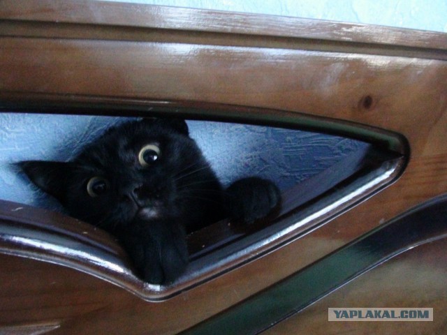 Завидую своему коту
