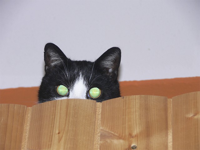 Котовторник 27.5.2014