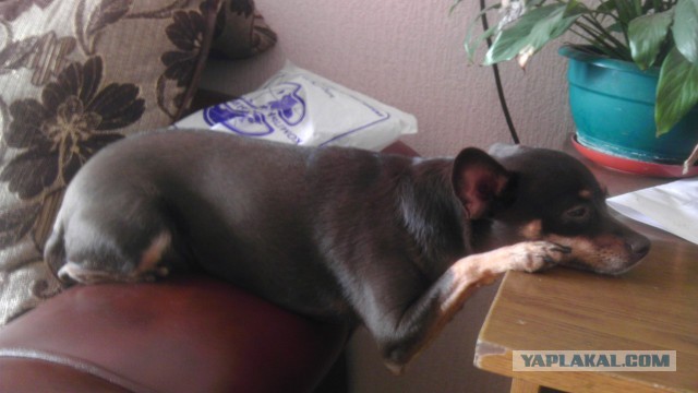 Собачки: русская борзая