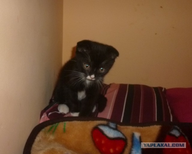 Как назвать кота?
