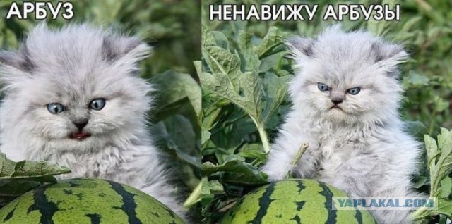20 самых известных котов в интернете.