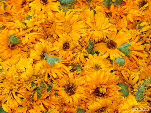 Золотая осень