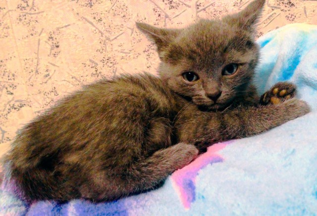 Котовторник 04.08.2015