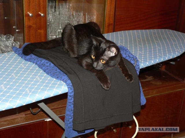 Котовторник наступил!:)