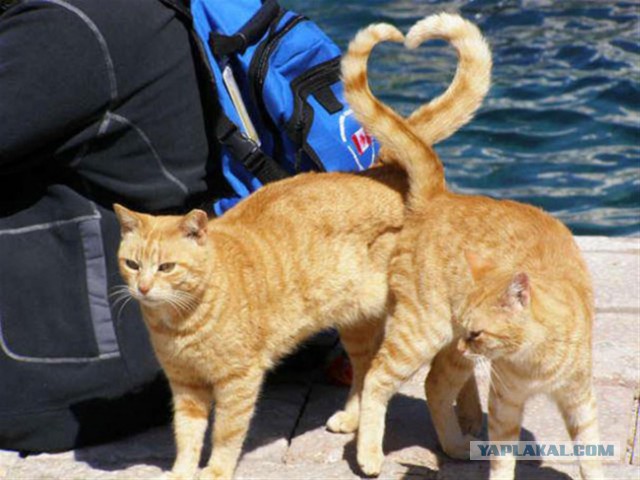 17 фотографий котов