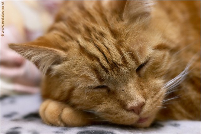 Коты, кошки, котята
