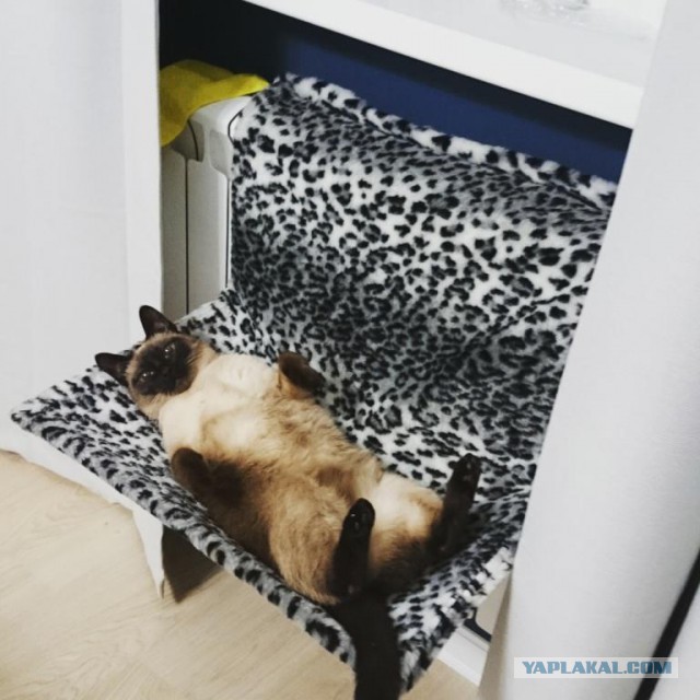 Когда твой кот уснул как...