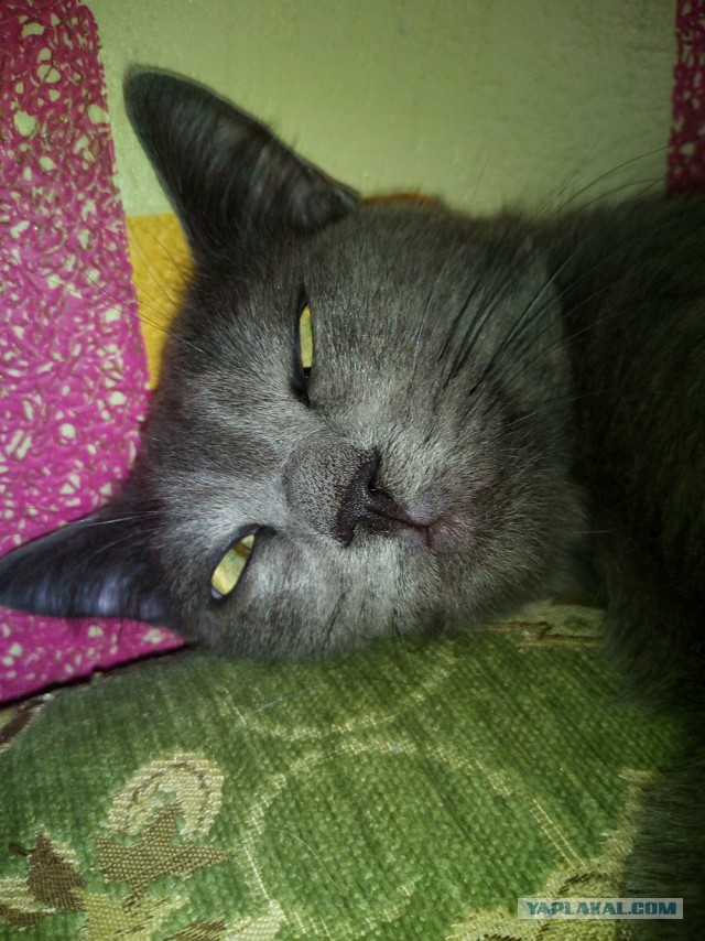 Котовторник 15.03