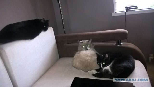 Котовторник 17.05.2016