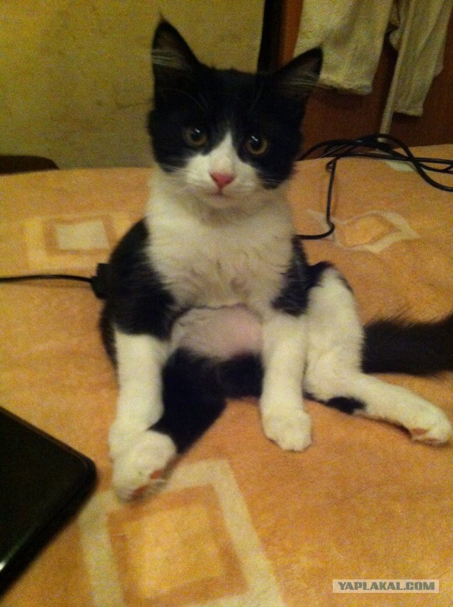 Ваши фотки котов на телефон