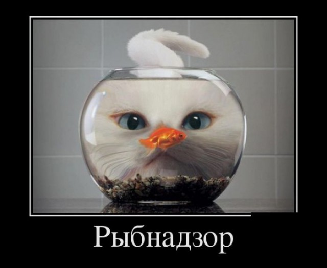 Прикольные животные