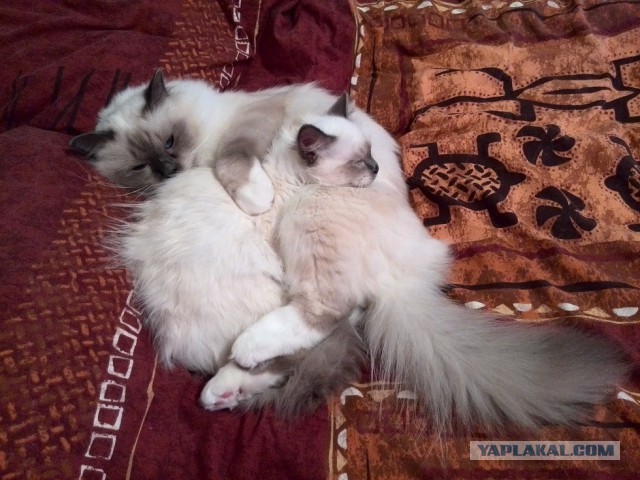 Кошачьи сны