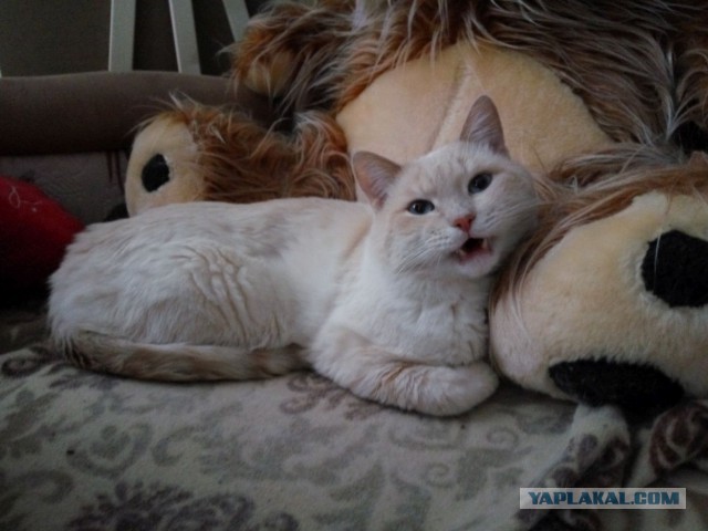 Котовторник 27.09.16