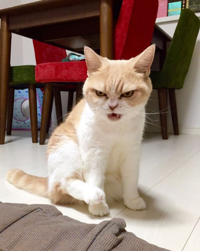 Коты из сети