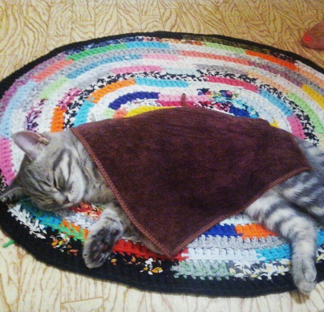 Коты и Кошки