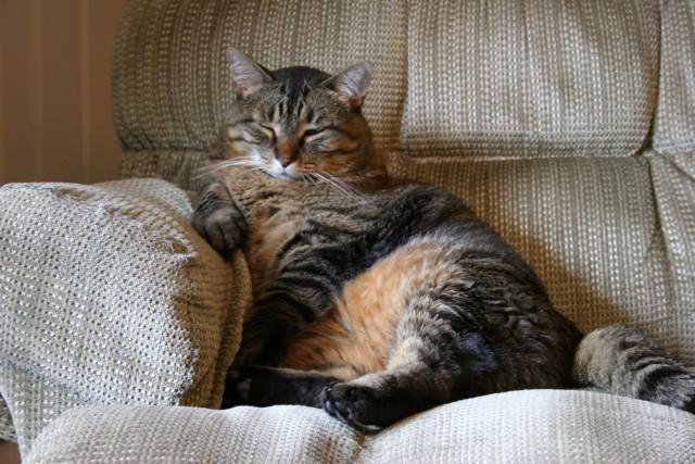 Коты и Кошки
