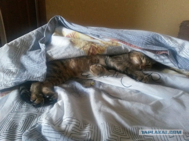 Котовторник 27.06.2017