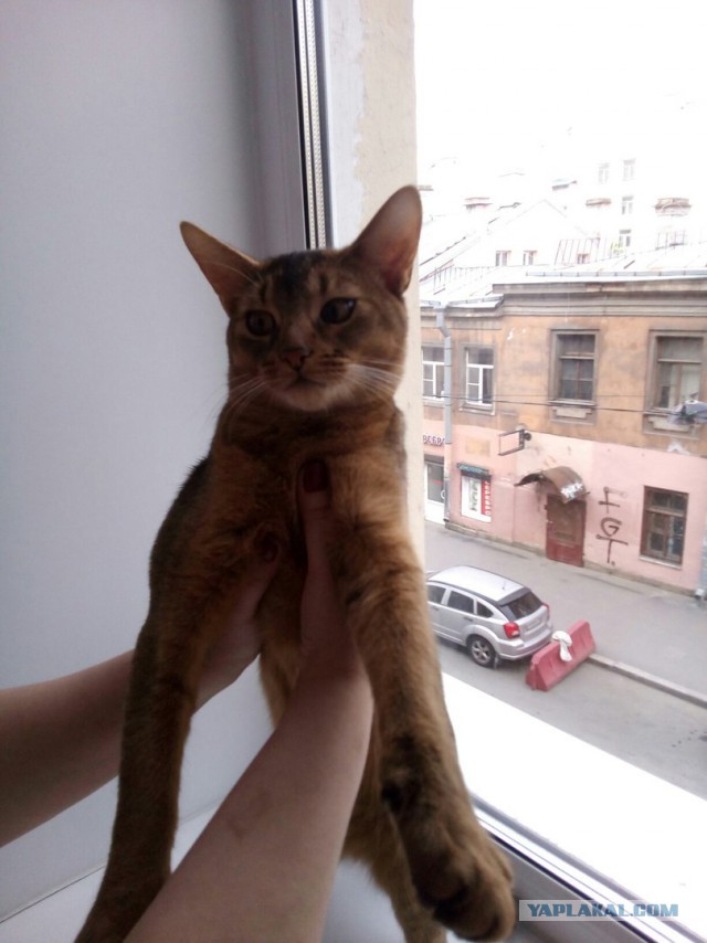 Котовторник 18.07.2017