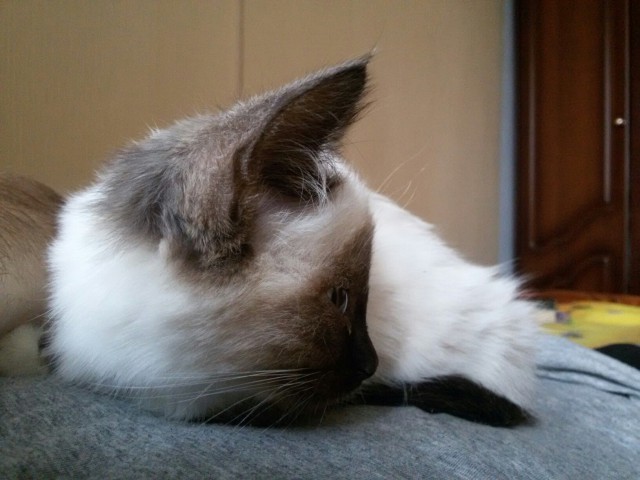 Коты и Кошки
