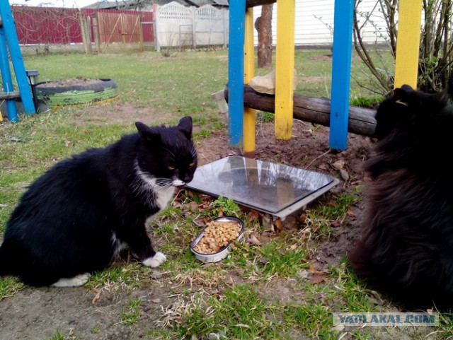 Котовторник  10.10.2017