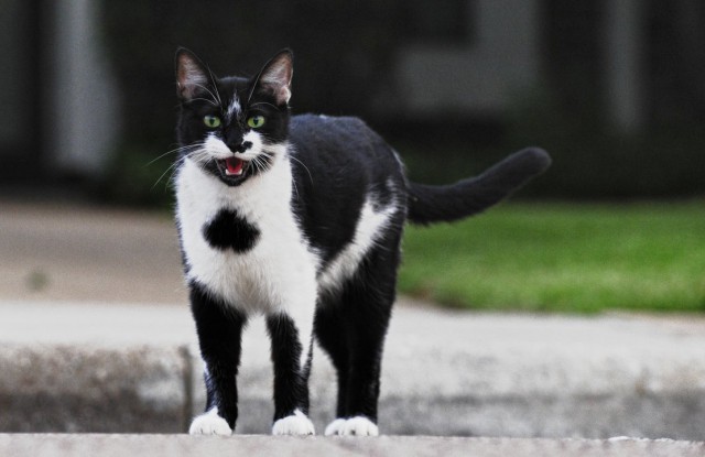 Коты и Кошки