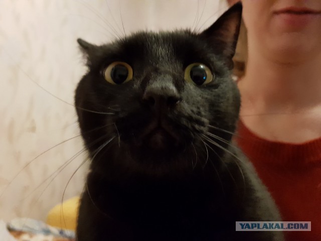 Котовторник 27.02.2018 наступил!