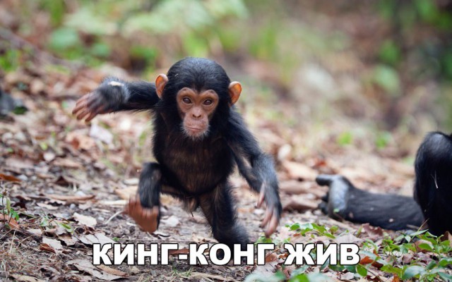 Нестандартный юмор