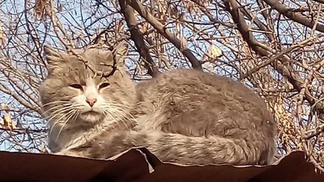 А не открыть бы нам котовторник 03.04.2018