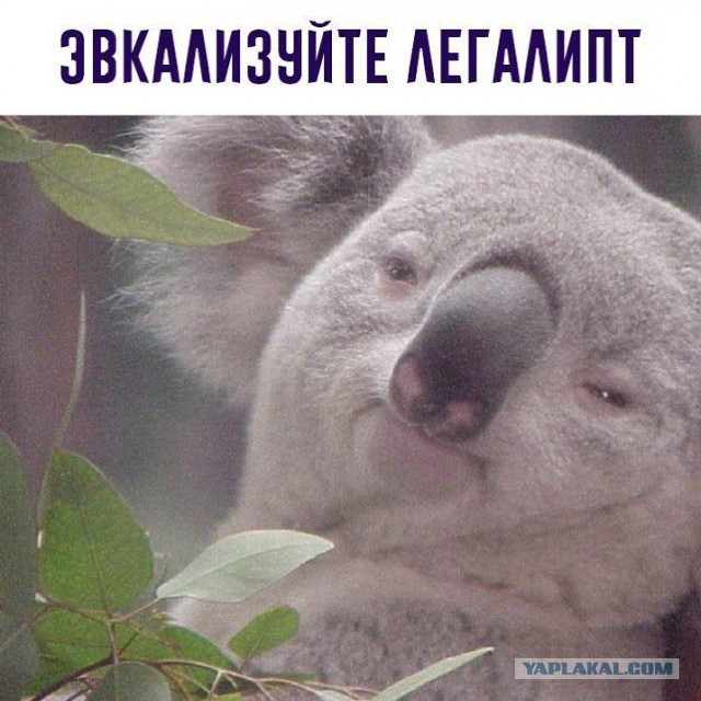 Спасайтесь! Майская деградация наступает на пятки!
