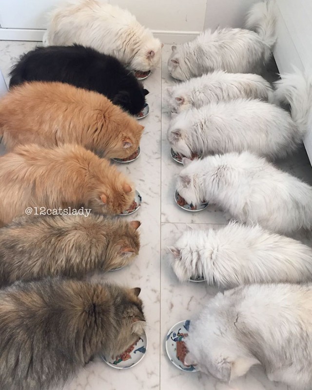 Прикольных котов пост