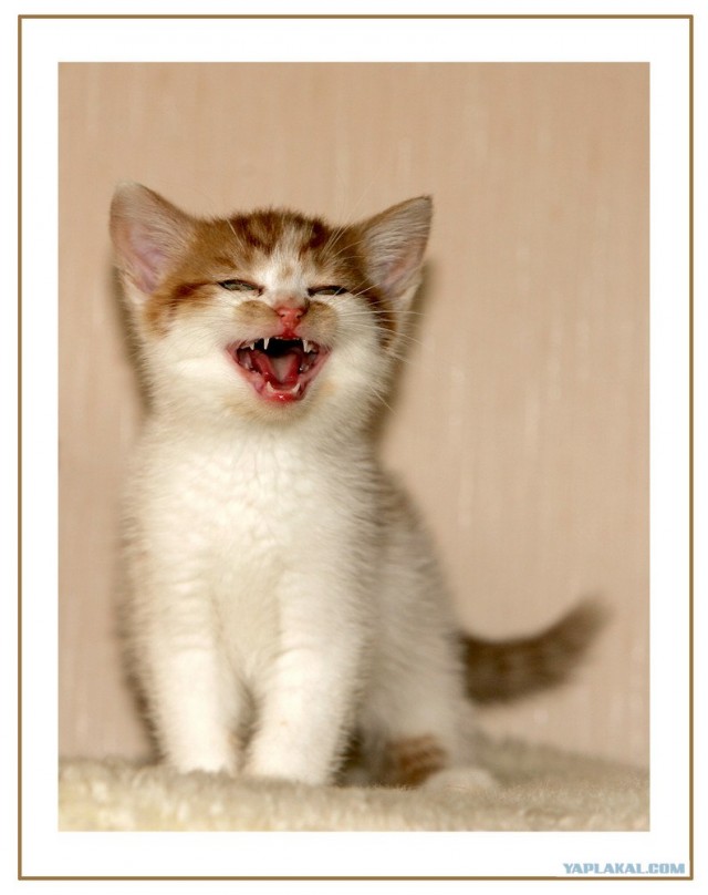 Уррааа! Котовторник на ЯПлакалъ!