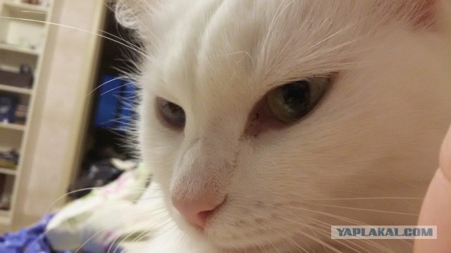 Котовторник 07.08.2018