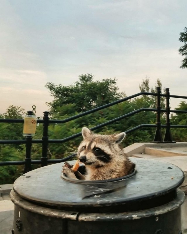 Живность из сети