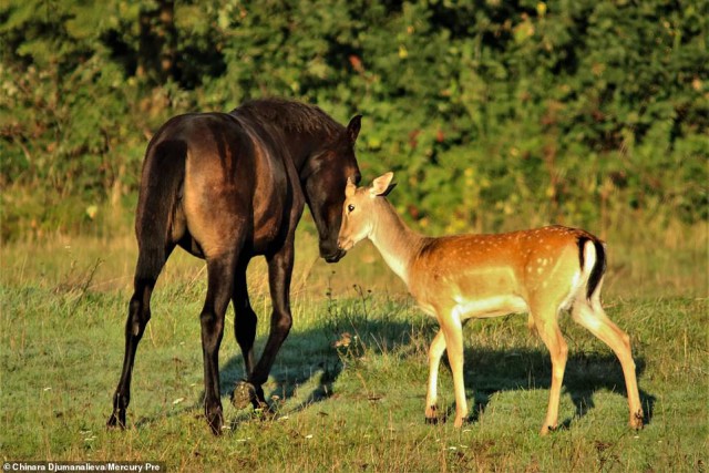 Каждое утро этот молодой олень приходит на пастбище к лошади, которую считает своей мамой.